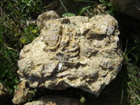 Lipovianske pieskovce